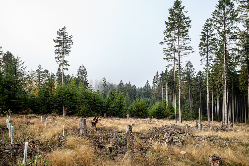 Lichtung in einem Waldgebiet im Aartal