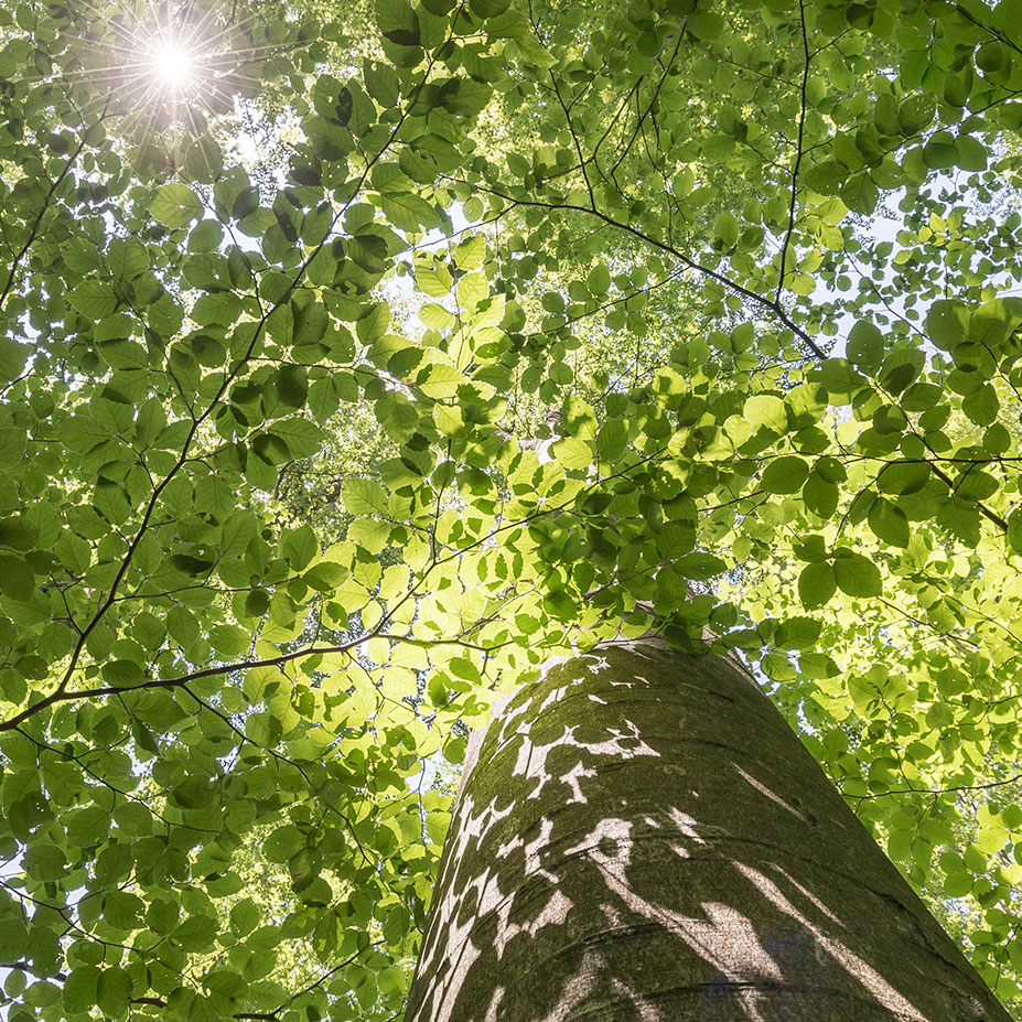 Baum in Natur viele Blätter herum